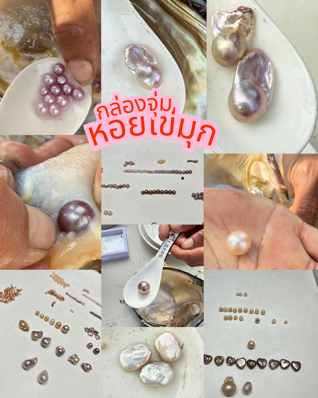 Freshwater Birth of Pearl - At-Home Clam Opening Experience