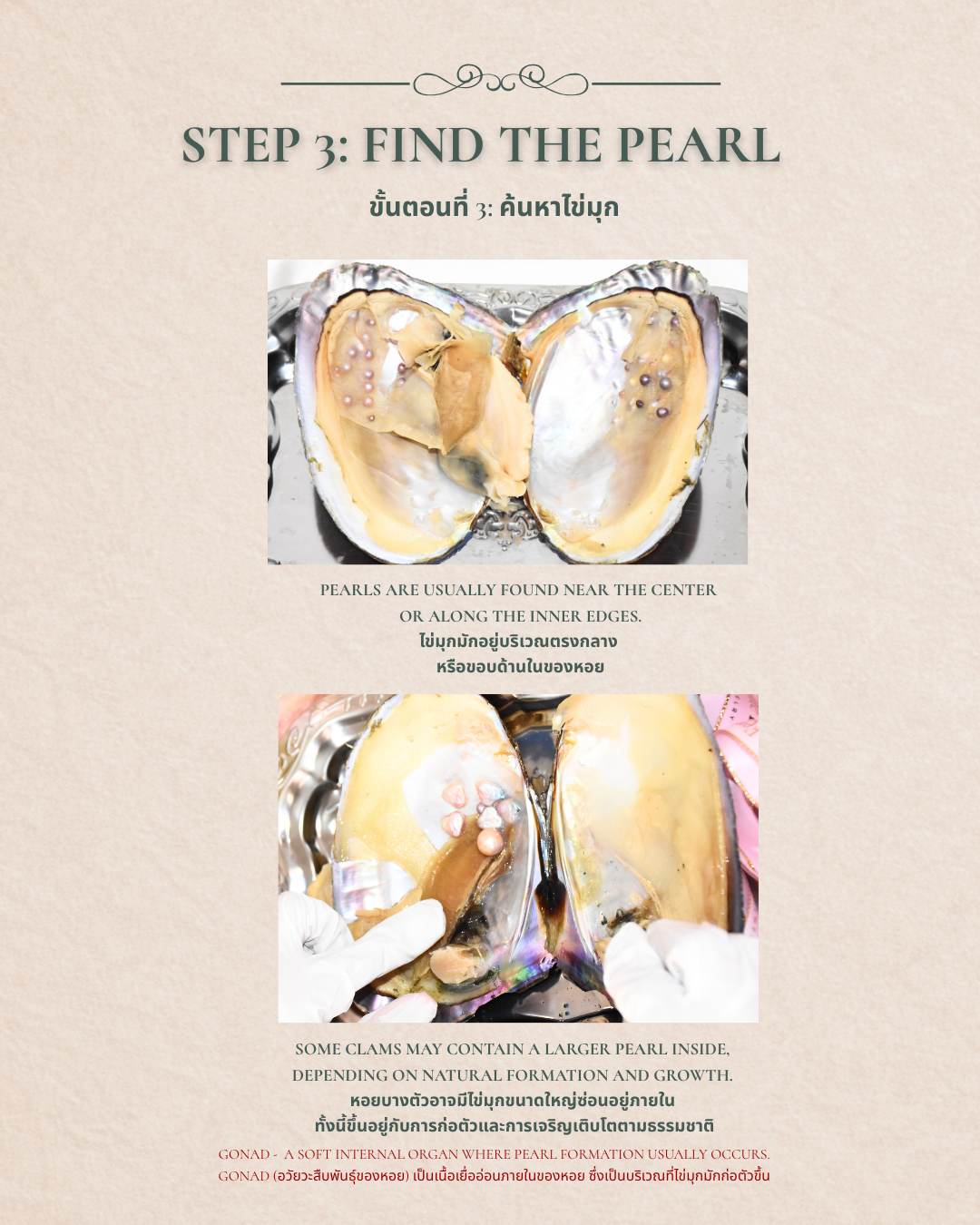 Freshwater Birth of Pearl - At-Home Clam Opening Experience